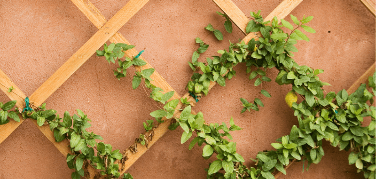 Green vines